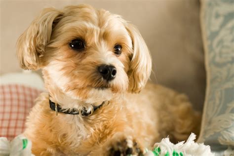 Shih Tzu Mixed with Yorkie: 14 Things Owners Need to Know I Dog Snobs