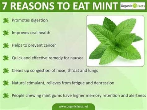 Health Benefits of Mint | Nikki Kuban Minton