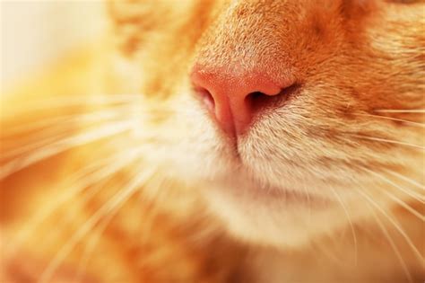 Premium Photo | Red cat closeup