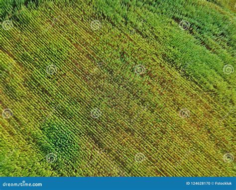 Aerial View on Rows of Marijuana Weed Field. Stock Photo - Image of ...