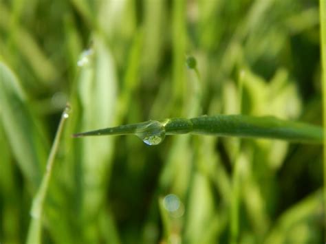 Premium Photo | Morning grass