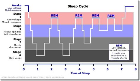 Understanding Sleep for Optimal Recovery & Productivity | Sleep cycle ...