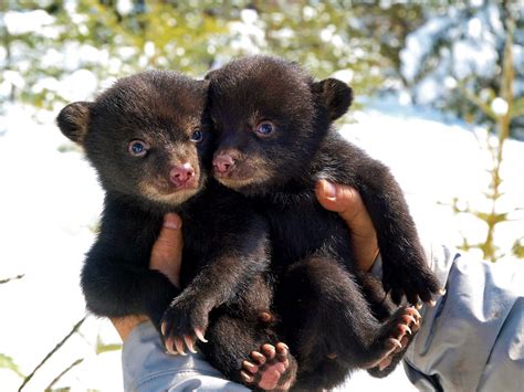 Hibernation of Black Bear Cubs in Maine | Down East Magazine