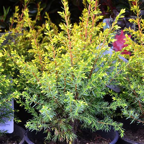 Juniperus communis 'Gold Cone' Spiral