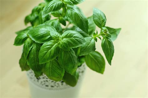 How to Grow and Care for Basil