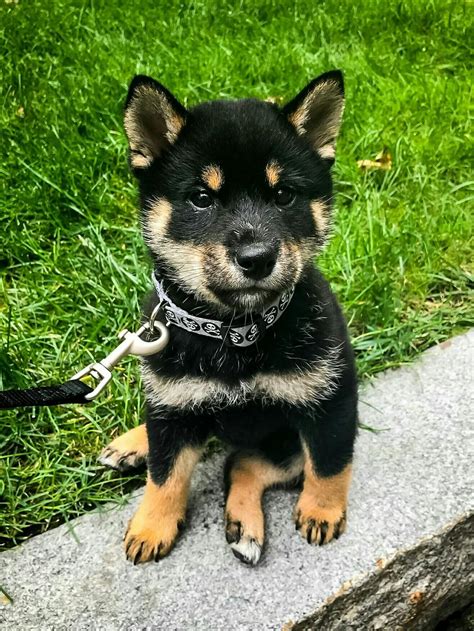 Black & Tan Shiba Puppy via @margo_christine | Shiba inu, Cute animals, Shiba puppy