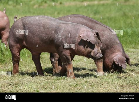 Young duroc pig herd grazing on farm field summertime Stock Photo - Alamy