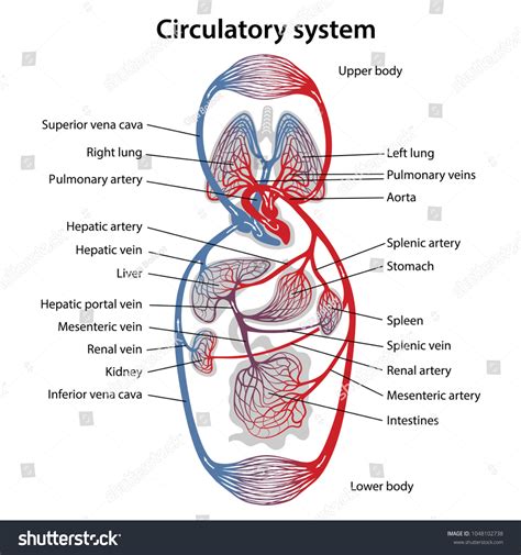 Human Circulatory System Diagram Circulatory System Stock Vector ...