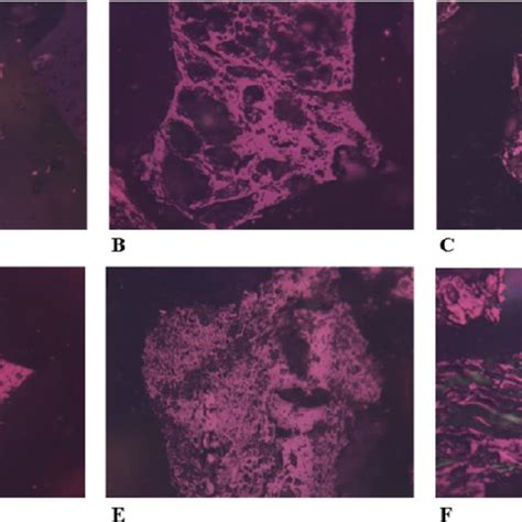 Images of low-rank non-caking coal: (A, B) vitrinite; (C, D) vitrinite ...