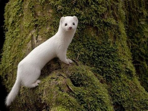 Least weasel - Alchetron, The Free Social Encyclopedia