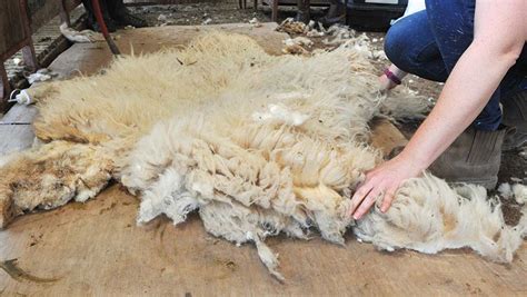 Picture and video guide: How to roll a fleece correctly - Farmers Weekly