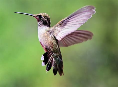 Colorado Hummingbirds - PentaxForums.com