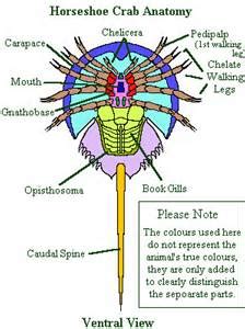 Chelicerata