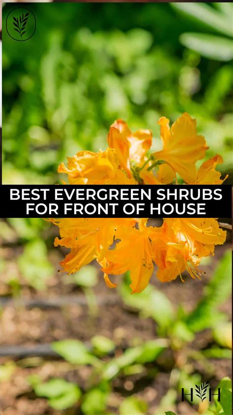 30+ best evergreen shrubs for front of house 🏠🌲 Uplifting your home's curb appeal