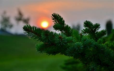 pine cones, Sun, Macro, Blurred, Photography, Nature, Leaves Wallpapers ...