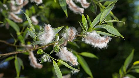 White Willow (Salix alba) - British Trees - Woodland Trust