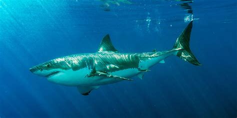 White Sharks in Maine: A Talk by Shark Researcher Sue Perkins | The City of Rockland, Maine