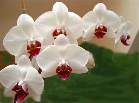 Orchid Flowers – Flowerinfo.org