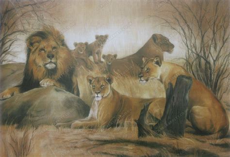 Lions of Botswana