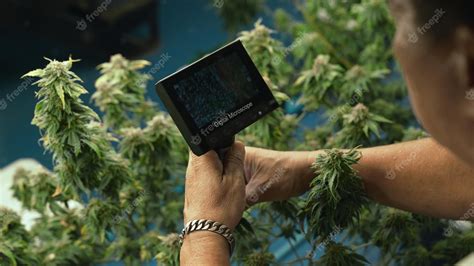 Premium Photo | Cannabis farmer use microscope to analyze cbd in curative cannabis farm