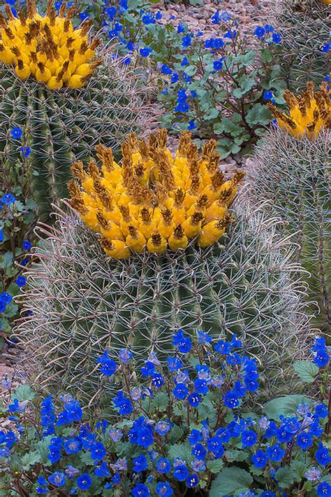 Deserts in Bloom: 6 Spots for Springtime Wildflower Watching