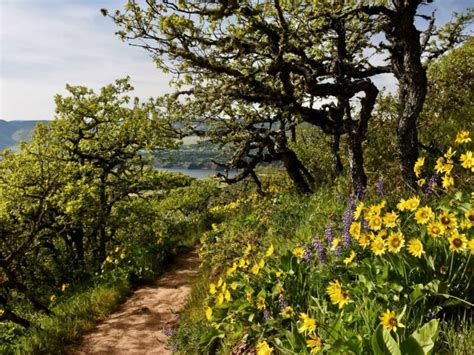 15 EPIC Hikes in the Columbia Gorge (For All Skill Levels)