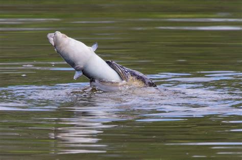 Eel eating fish