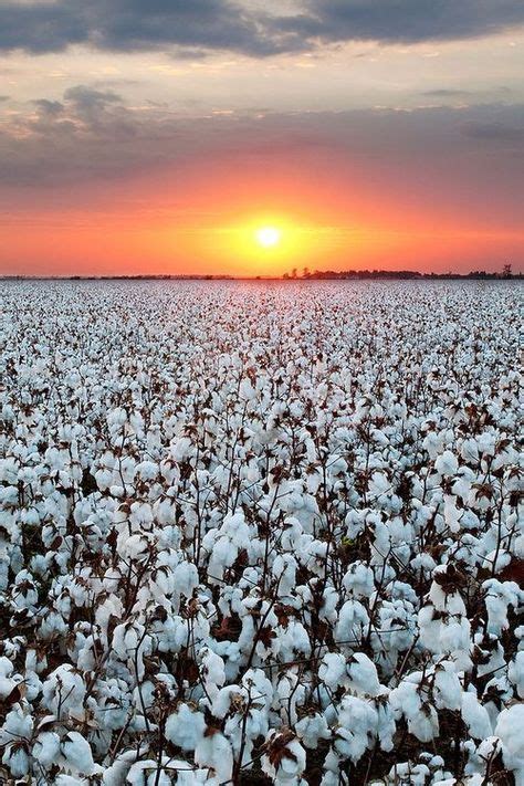 17 Kenny ideas | cotton fields, cotton painting, southern art