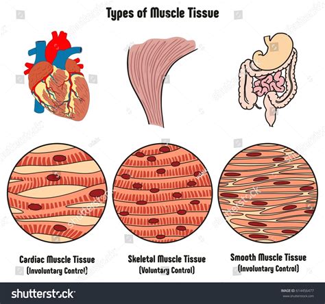 181 Voluntary Muscles Images, Stock Photos & Vectors | Shutterstock