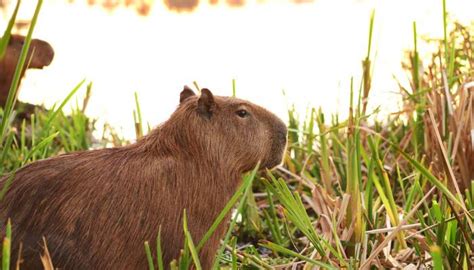 Capybara Diet: What does a Capybara Eat? (2023)