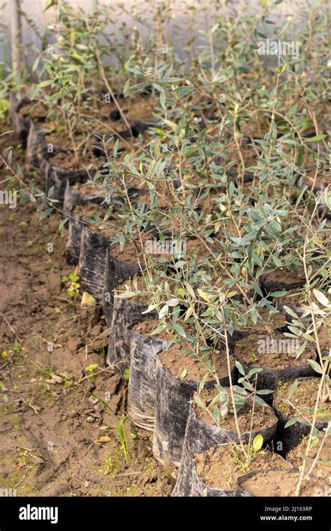 Olive tree seedlings in a plant nursery Stock Photo - Alamy