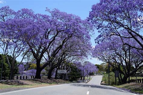 JACARANDA / Jacaranda mimosifolia seeds – Boondie Seeds