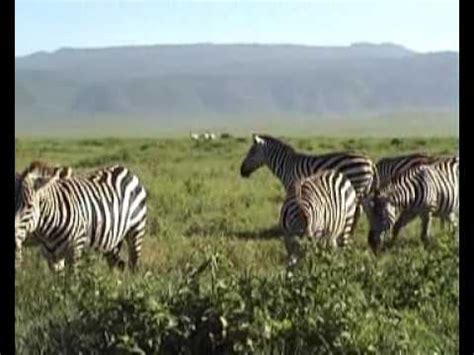 Wildlife in the Ngorongoro crater 1 - YouTube