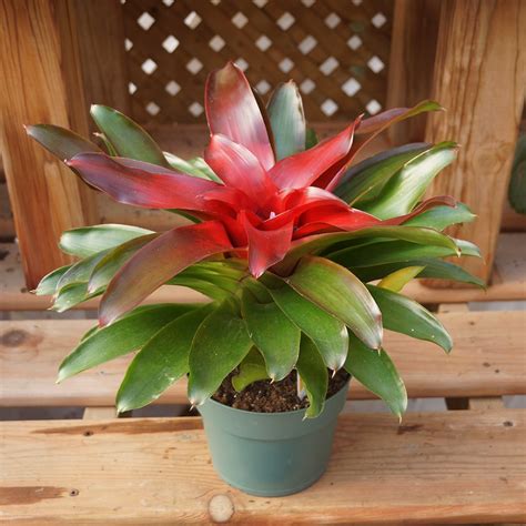 Neoregelia Red Bromeliad Plant - Nestreeo.com