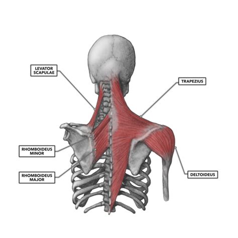 Shoulder And Upper Posterior Arm Muscles