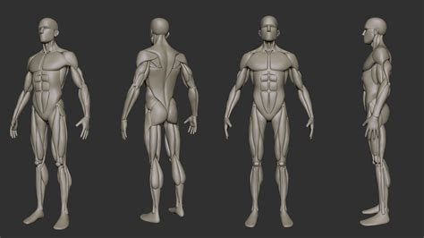 Mans Anatomy - Male anatomy, artwork - Stock Image - F006/0286 ...