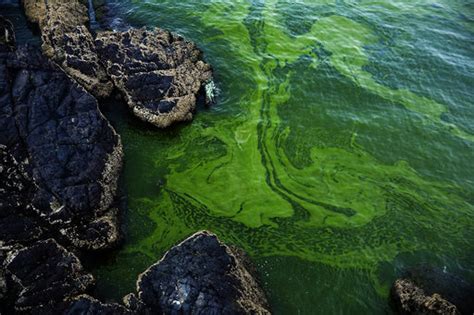 Algal Blooms Ocean