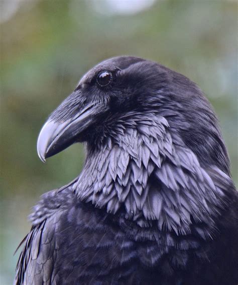 "There is wisdom in a raven's head." | Raven bird, Raven, Bird photography