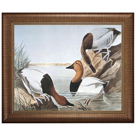 Canvasback Duck Wall Art Print - 223970, Wall Art at Sportsman's Guide