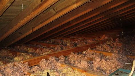 Termite Nest In Attic