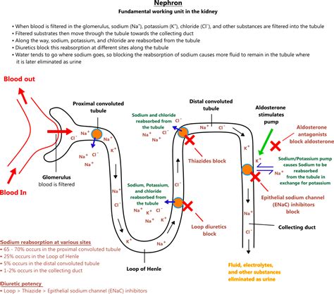 Illustration of the nephron and the mechanism of diuretics | Nursing ...