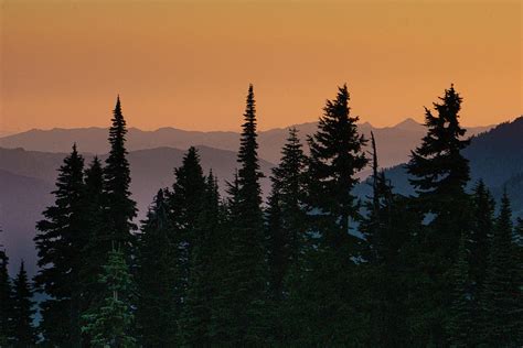 Pine Trees at Sunset Photograph by Varma Penumetcha - Fine Art America