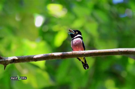 Black & Yellow Broadbill – Joys of Birding