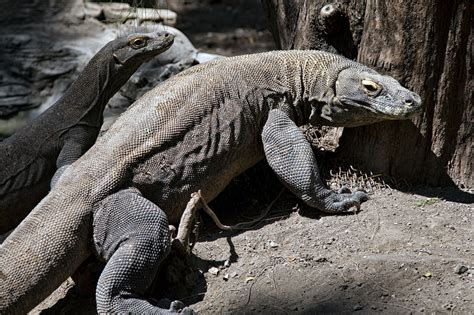 Biawak Komodo Di Malaysia