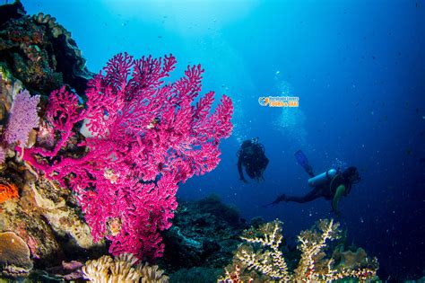 Types of Coral Reefs in Red Sea Egypt | Sharm, Hurghada