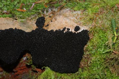 black slime mold | kkdemien | Flickr