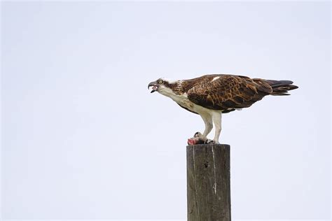 Osprey and Bald Eagle – Wildlife and Animal Photography – Photography ...