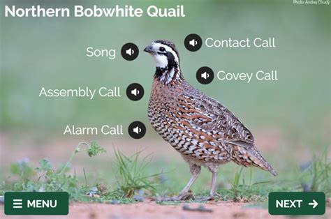 bobwhite quail call download - littleprickstattooshop