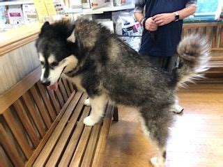 Nanook Alaskan Malamute | Alaska dog, Animal hospital, Dogs