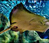 Manta Ray - Description, Habitat, Image, Diet, and Interesting Facts